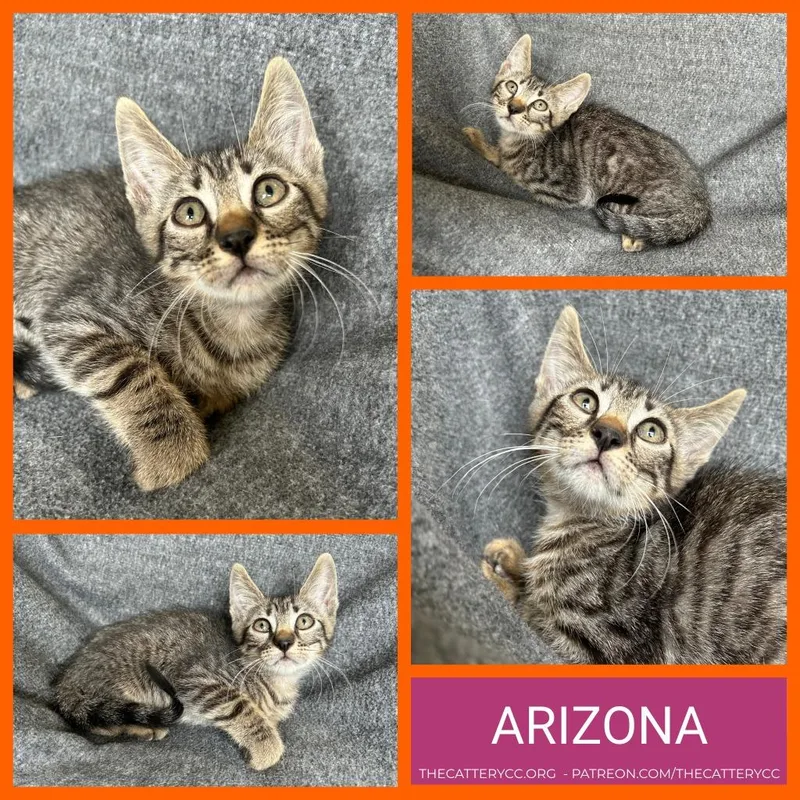 A baby small-sized male Domestic Short Hair cat named Arizona for adoption in Corpus Christi, TX