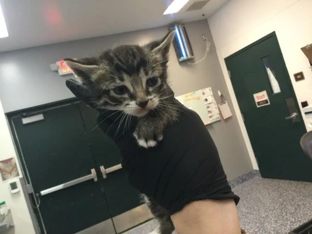 A baby small-sized male Domestic Short Hair cat named Orion for adoption in Thousand Palms, CA