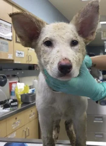 A baby small-sized female German Shepherd Dog dog named Bella for adoption in Riverside, CA