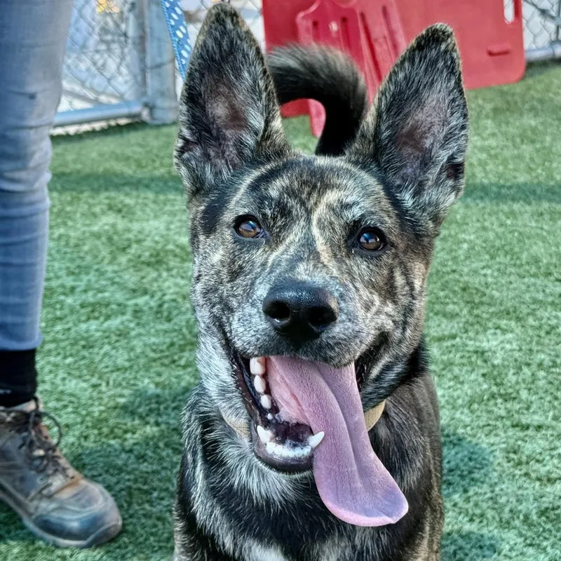 A young medium-sized male Brindle Cattle Dog dog named Fandango for adoption in Fresno, CA