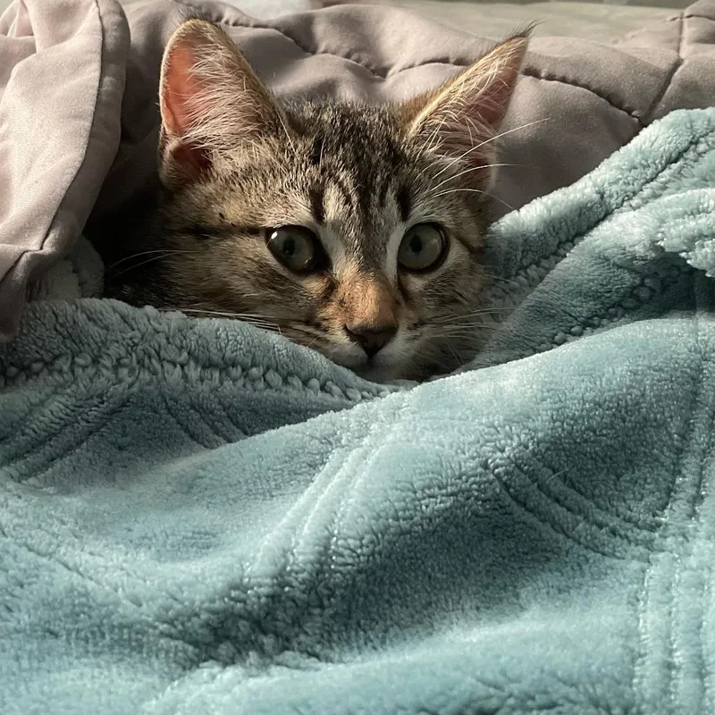 A baby small-sized female Brown / Chocolate Domestic Short Hair cat named Treasure Island for adoption in Evanston, IL