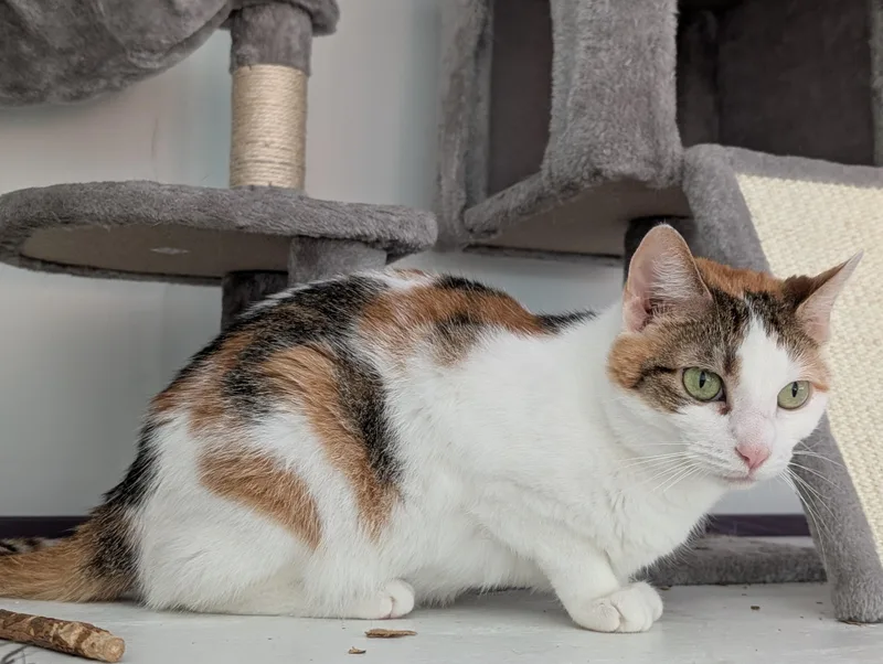 An adult medium-sized female Calico cat named Heather for adoption in Cedars, PA