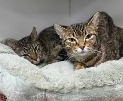 Gardenia thumbnail 2