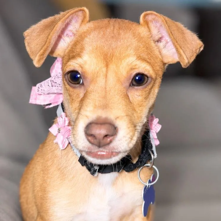 A baby small-sized female Golden Chihuahua dog named Pumpkin for adoption in Boerne, TX