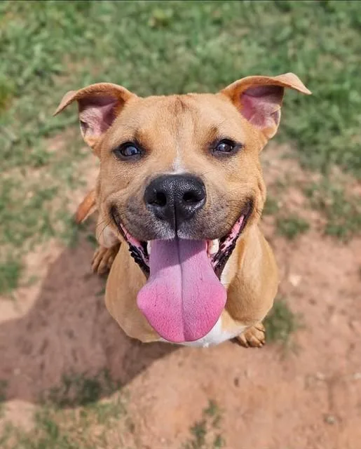 A young small-sized male American Staffordshire Terrier dog named Whelan for adoption in York, SC