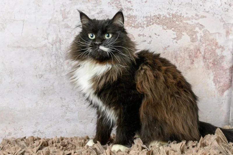 An adult small-sized female Domestic Long Hair cat named Dotty for adoption in Rock Springs, WY