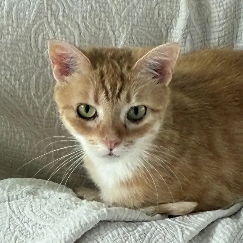 An adult medium-sized female Orange & White Domestic Short Hair cat named Mouse for adoption in Lemoyne, PA
