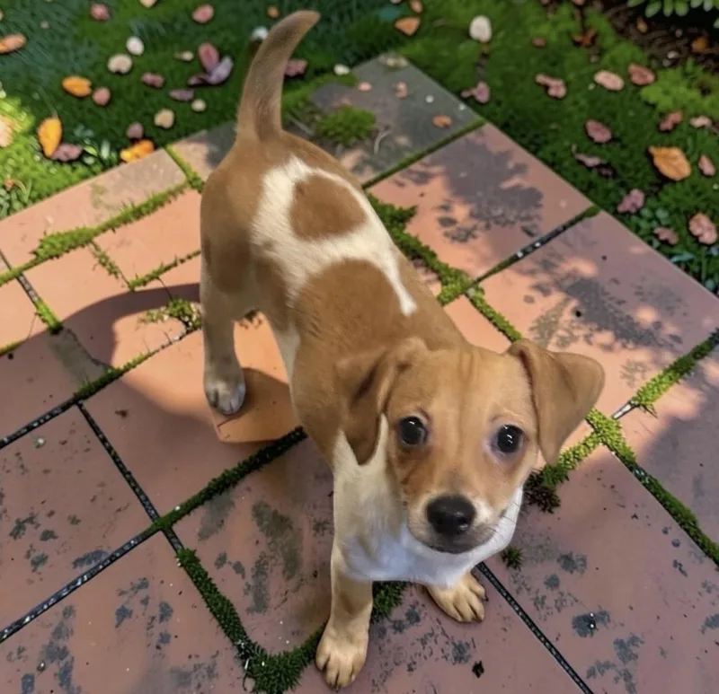 A baby small-sized female Brown / Chocolate Chiweenie dog named Sienna for adoption in Oceanside, CA