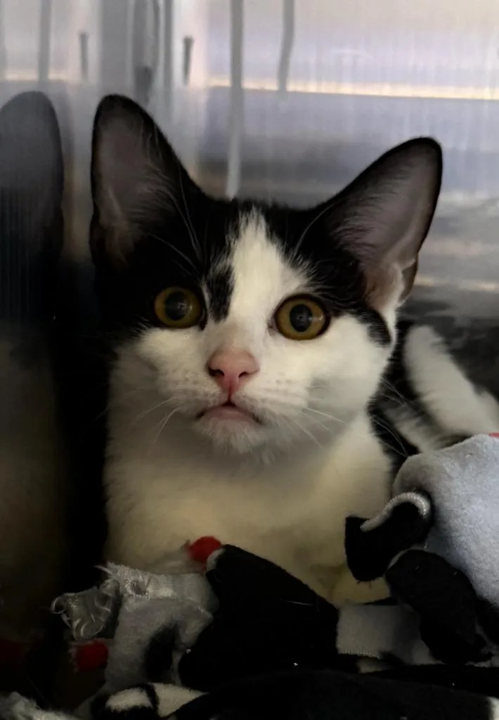 A young medium-sized female Domestic Short Hair cat named Franny for adoption in Columbia, TN
