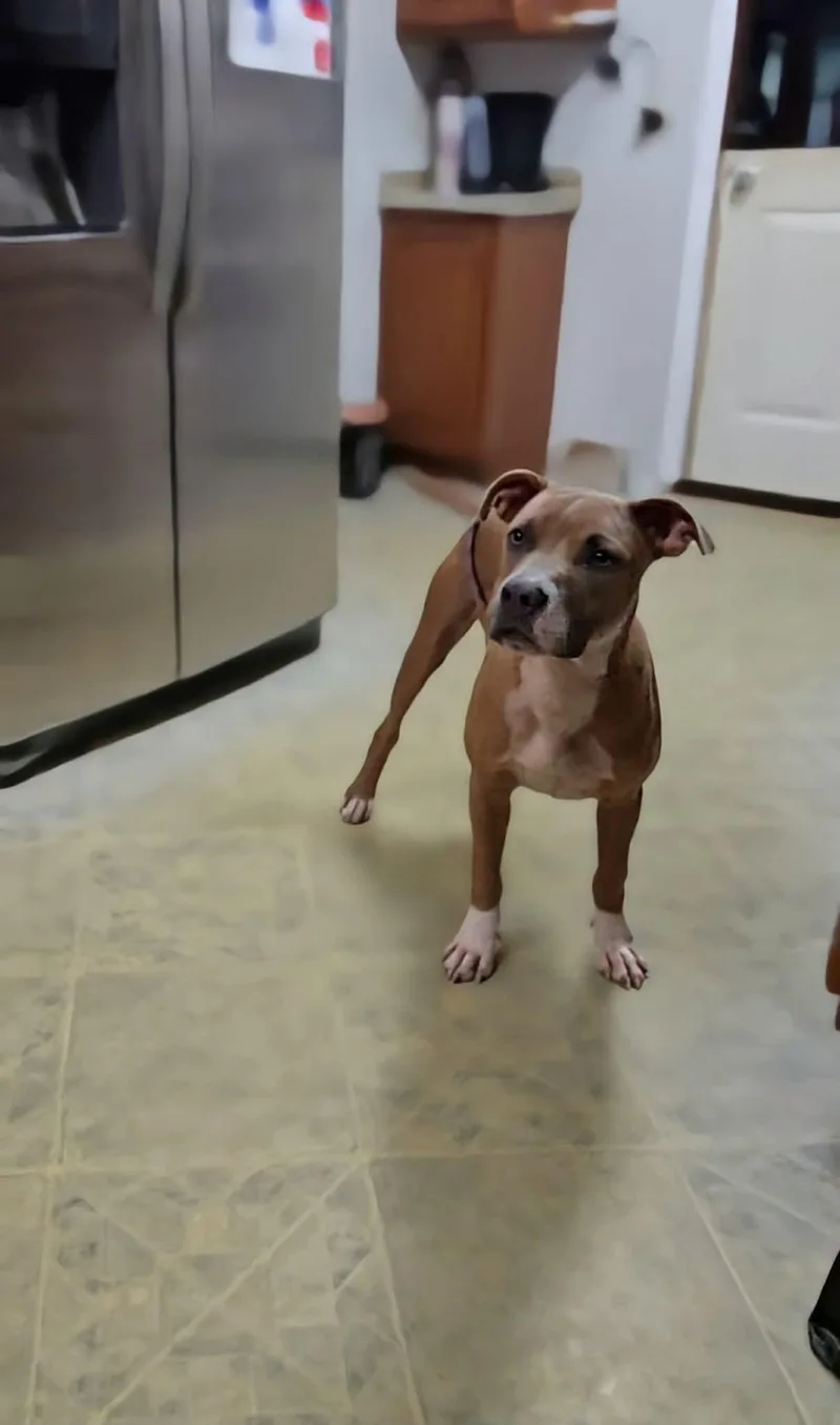 A baby medium-sized male Pit Bull Terrier dog named Jax aka Seaweed for adoption in Carmel, NY
