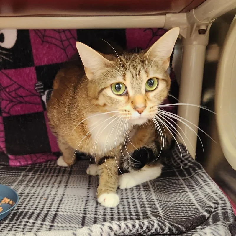 An adult large-sized female Brown / Chocolate Domestic Short Hair cat named Mabel for adoption in Grand Rapids, MI