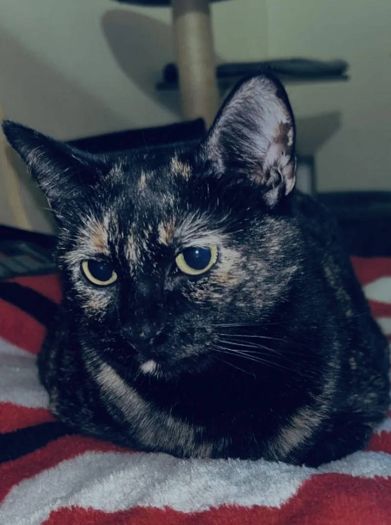 A young large-sized female Tortoiseshell cat named Honey for adoption in copperas cove, TX
