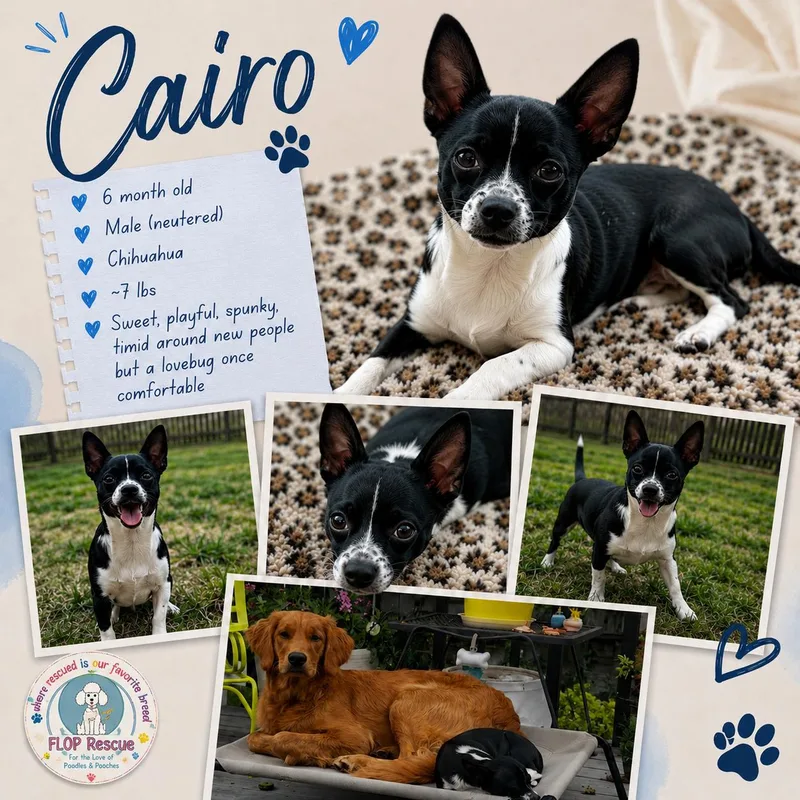 Cairo