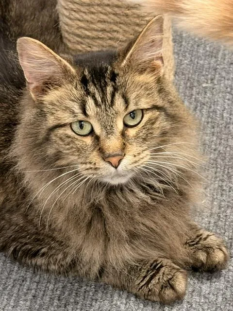 An adult medium-sized male Tabby (Brown / Chocolate) Domestic Long Hair cat named Tiger for adoption in Allegan, MI