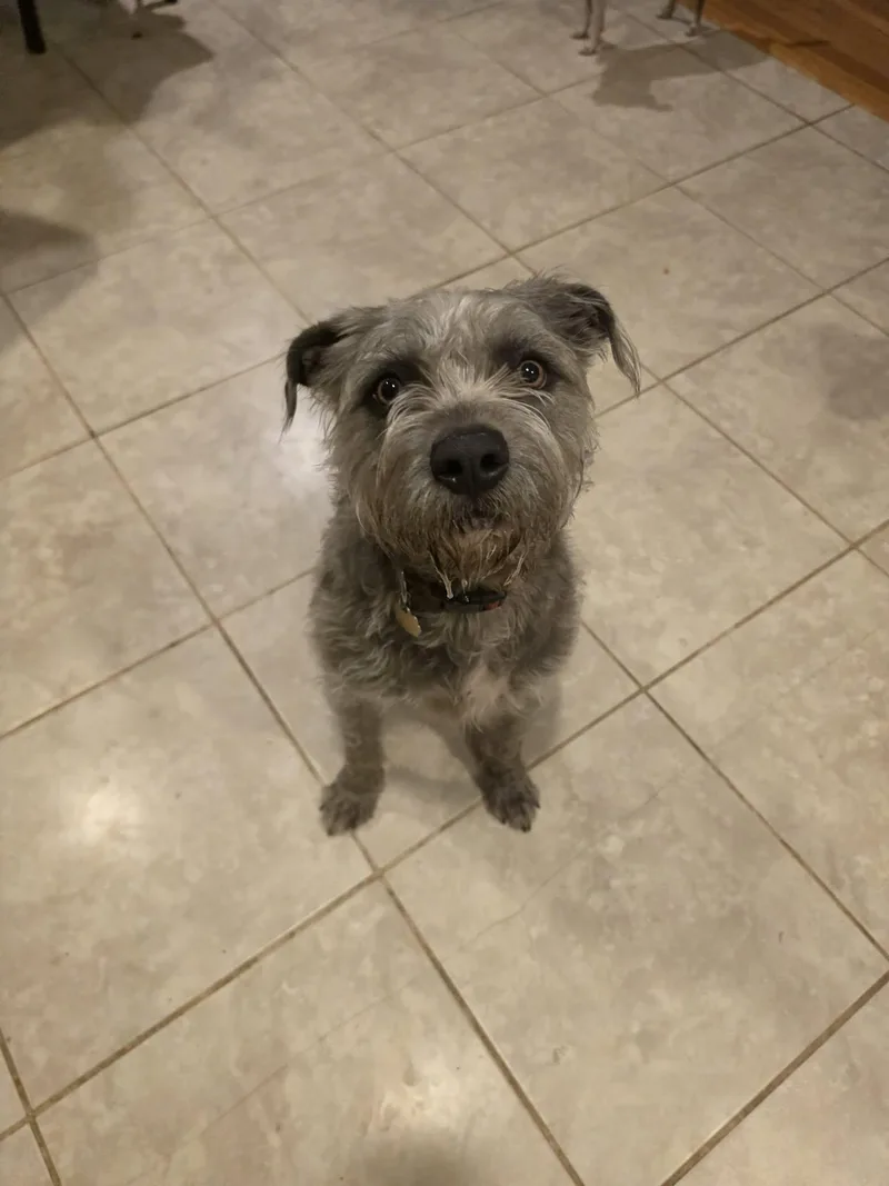 A young medium-sized male Gray / Blue / Silver Schnauzer dog named Pepper for adoption in Worcester, MA