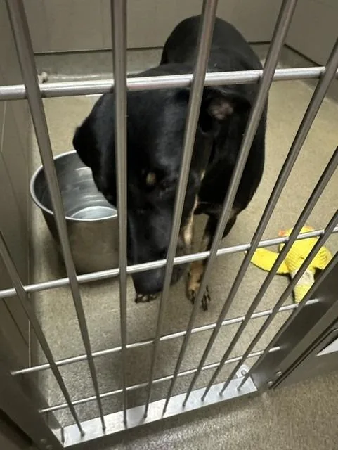 A young medium-sized male Mixed Breed dog named Fair for adoption in Rome, GA