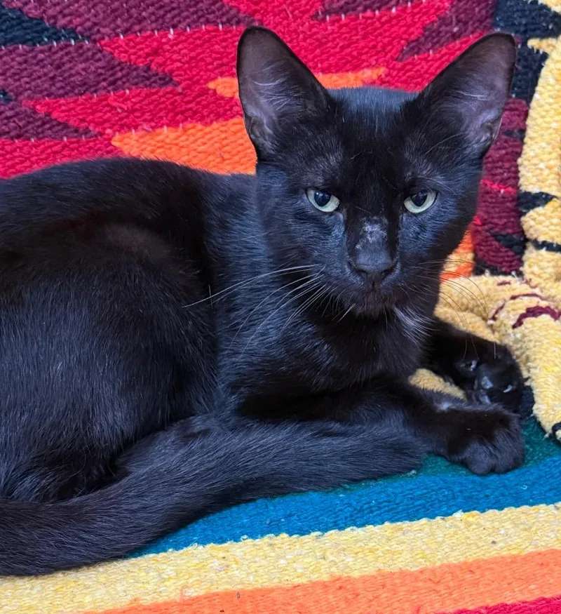 A baby small-sized male Domestic Short Hair cat named Badger for adoption in Saint Francisville, LA