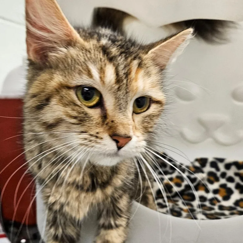 An adult medium-sized female Domestic Medium Hair cat named Fig for adoption in Waukesha, WI