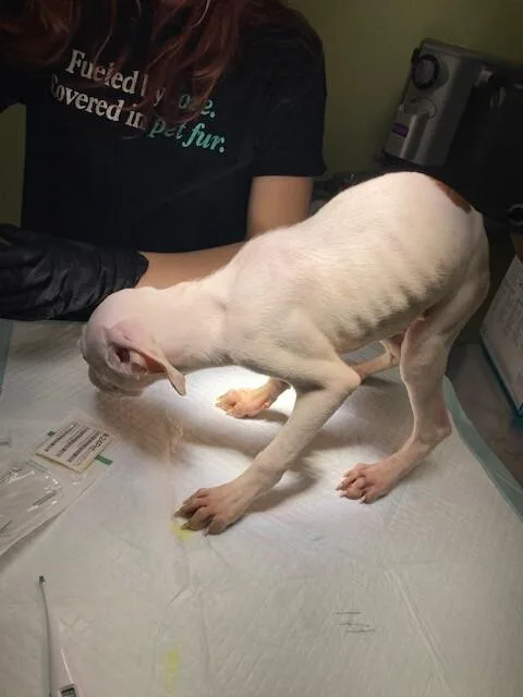 A young medium-sized male Yellow / Tan / Blond / Fawn Mixed Breed dog named Waffles for adoption in Cincinnati, OH