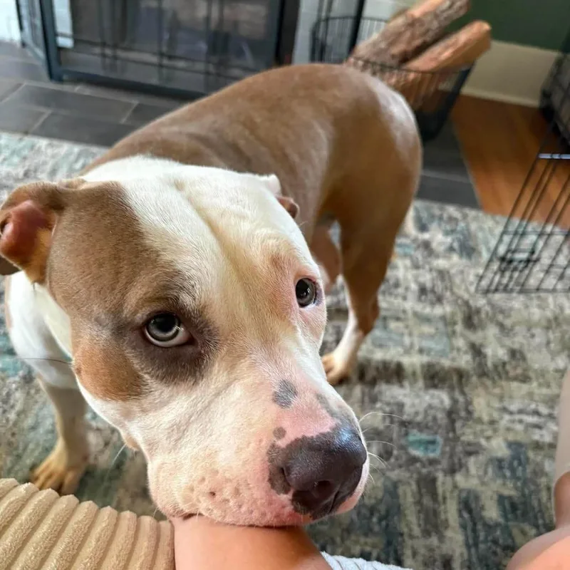 Lucille