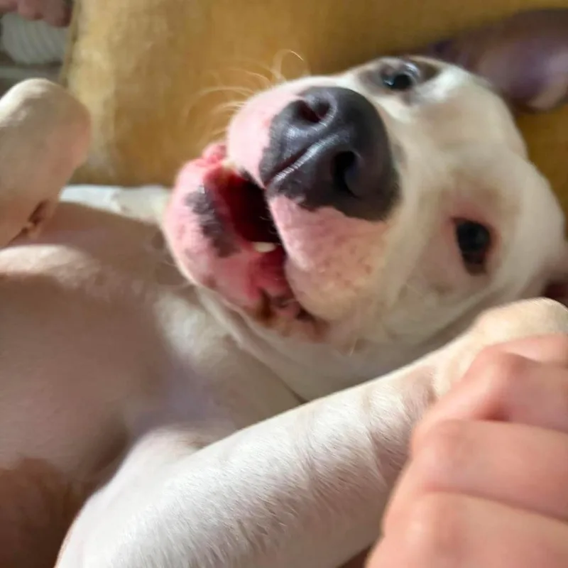 Lucille thumbnail 3