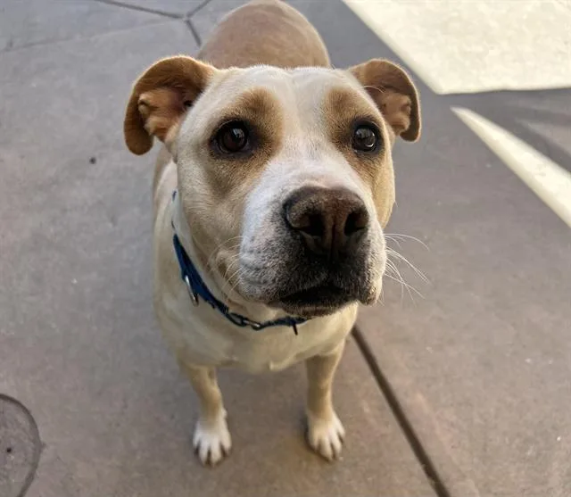 An adult large-sized female Pit Bull Terrier dog named Sunny for adoption in Martinez, CA