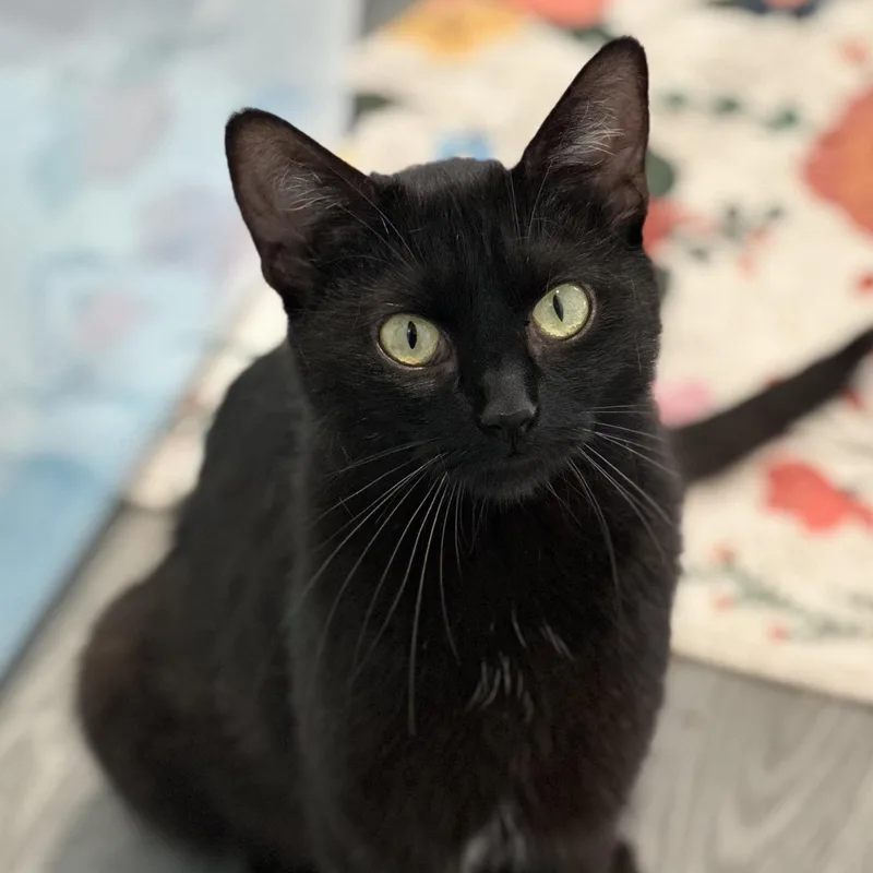 An adult medium-sized female Black Domestic Short Hair cat named Ricotta for adoption in Pontiac, MI