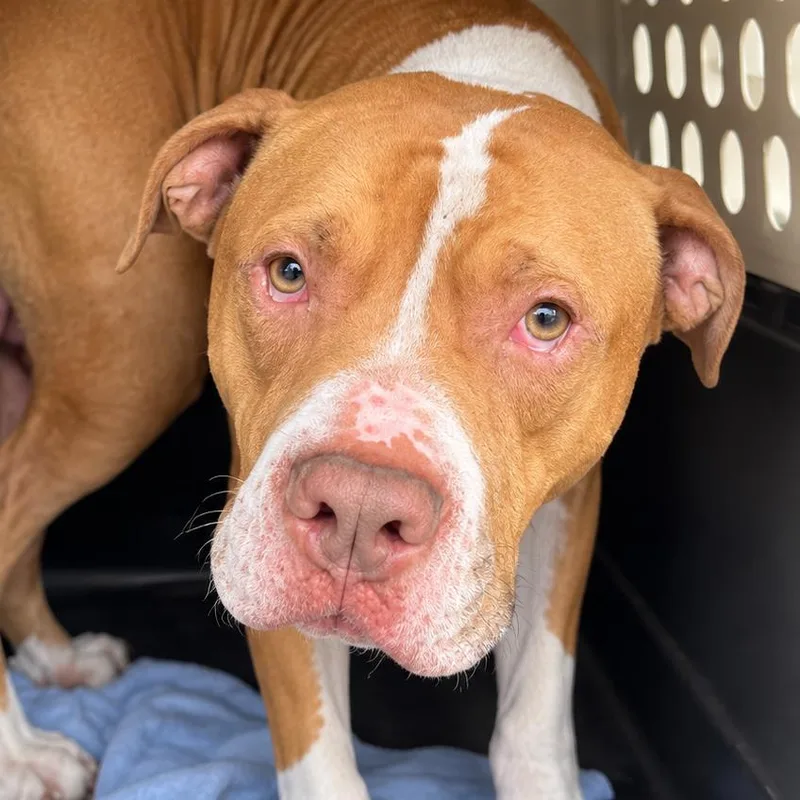 An adult medium-sized male Bullmastiff dog named Fin for adoption in East Saint Louis, IL