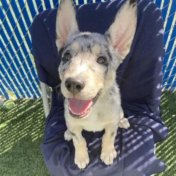 A baby small-sized female Yellow / Tan / Blond / Fawn Cattle Dog dog named Peanut Butter for adoption in Hawthorne, CA