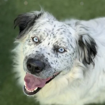 An adult large-sized male Australian Shepherd dog named Meeko for adoption in Sacramento, CA