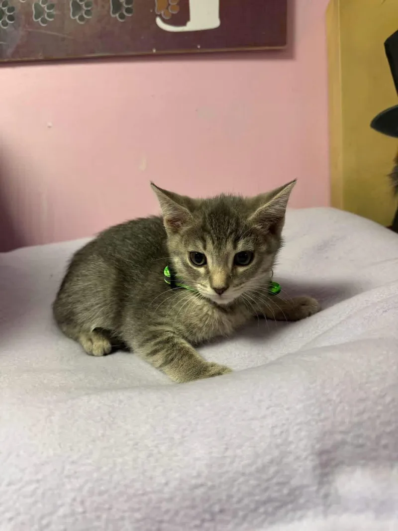 A young small-sized female Tabby (Gray / Blue / Silver) Domestic Short Hair cat named Black Raspberry for adoption in Freeport, NY