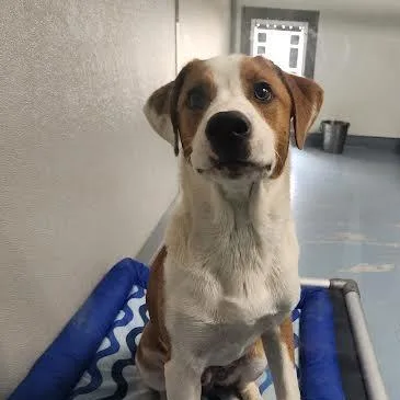 A young medium-sized male Red / Chestnut / Orange Hound dog named Tango for adoption in Brownsboro, AL