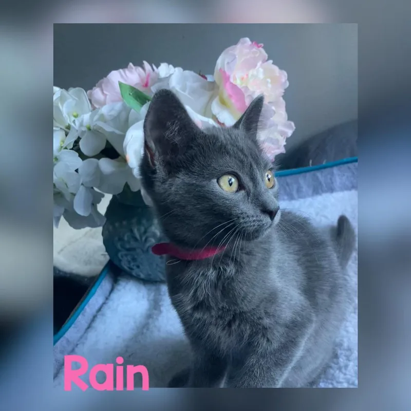 A baby medium-sized female Gray / Blue / Silver Domestic Short Hair cat named Rain for adoption in Vacaville, CA