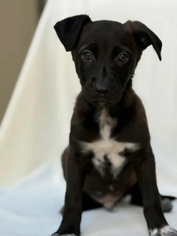 A baby medium-sized male Shepherd dog named Garrett for adoption in Vancouver, WA