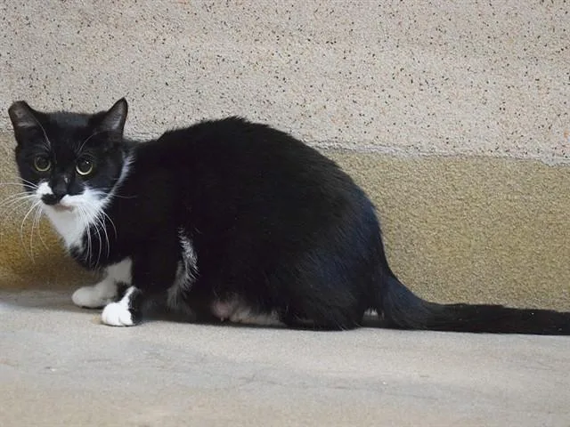 A young small-sized female Domestic Short Hair cat named Kami for adoption in Sacramento, CA