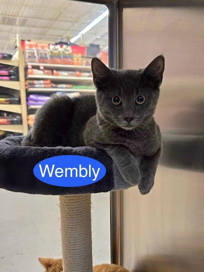 A baby medium-sized male Gray / Blue / Silver Domestic Short Hair cat named Wembly for adoption in Spring Lake, NJ