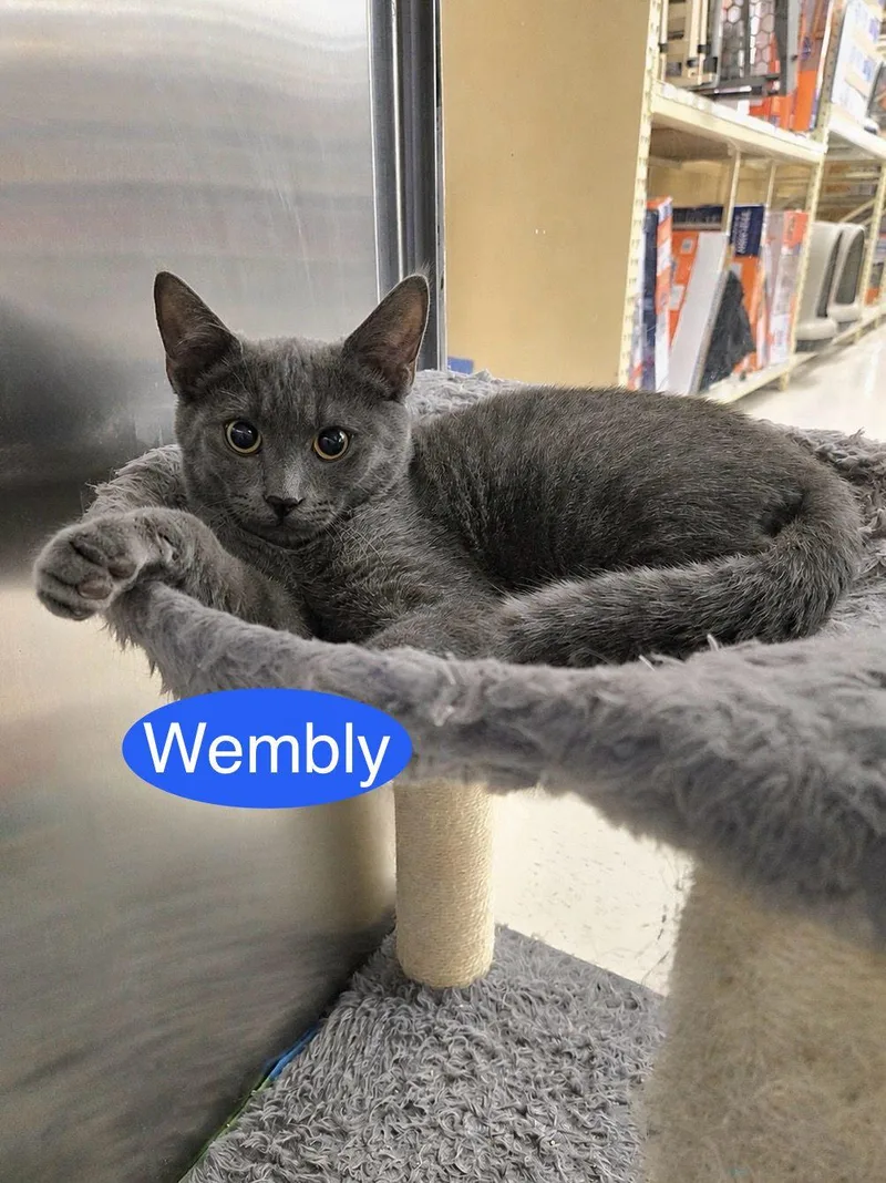 Wembly thumbnail 2
