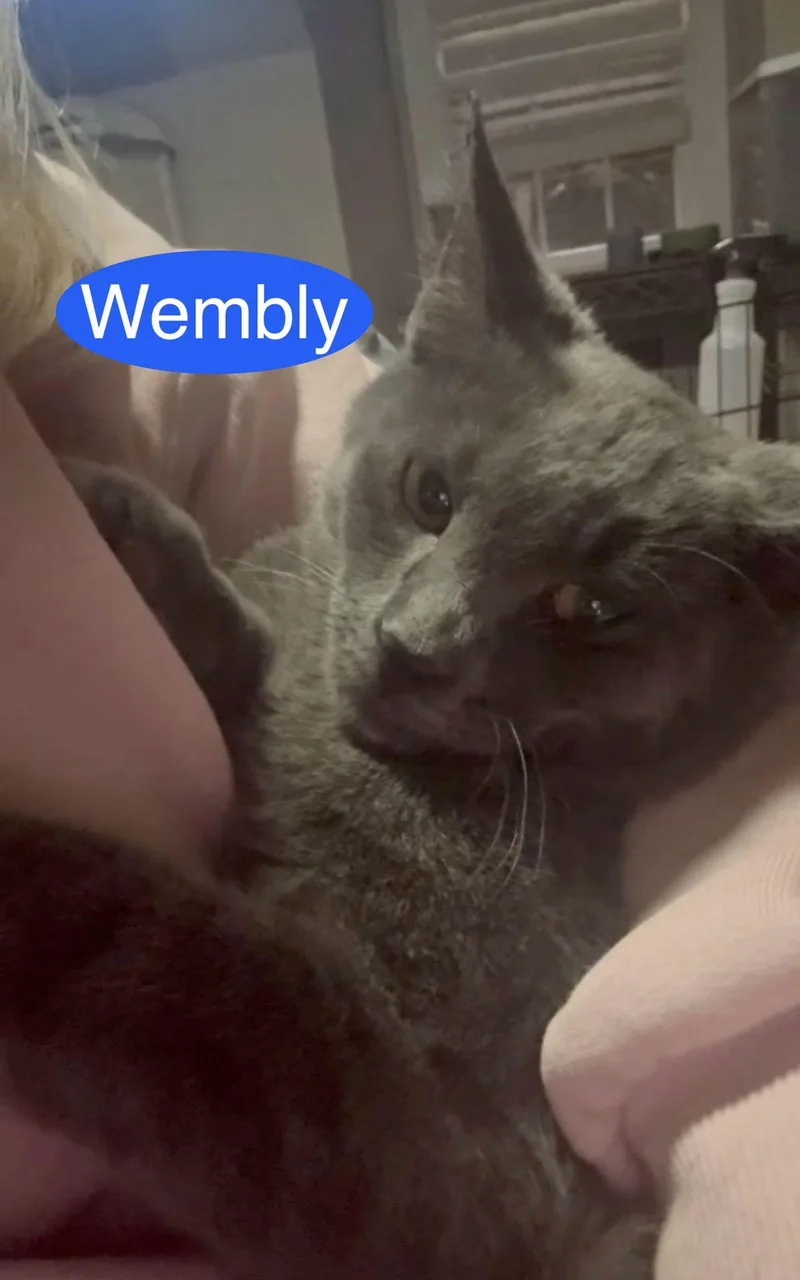 Wembly thumbnail 3