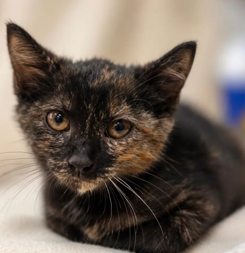 A baby small-sized female Domestic Short Hair cat named Sashimi for adoption in Omaha, NE