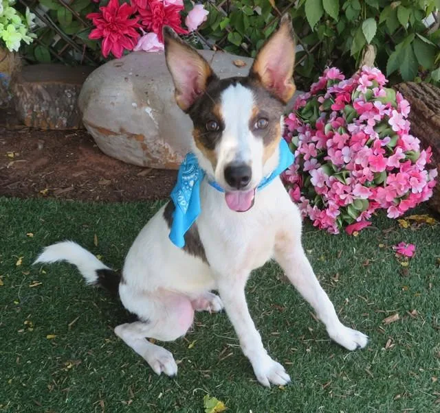 A young small-sized male Australian Cattle Dog / Blue Heeler dog named Jackjack for adoption in Oklahoma City, OK