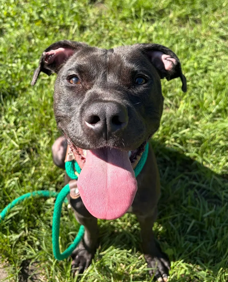 An adult medium-sized female Black Pit Bull Terrier dog named Plumeria for adoption in Chicago, IL