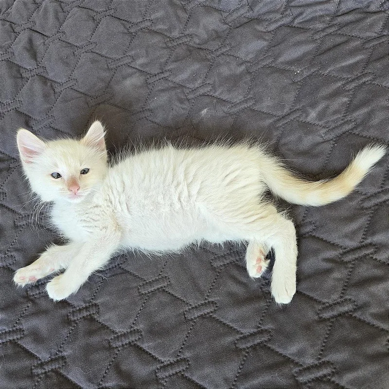 A baby small-sized male Flame Point Domestic Short Hair cat named Marshmallow for adoption in Pleasant Hill, CA