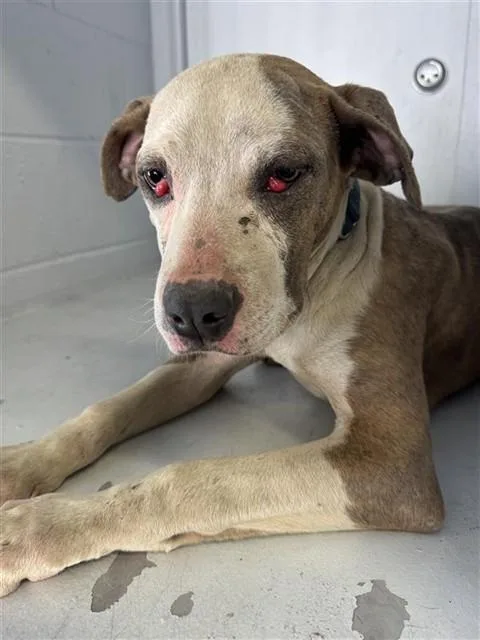 A young small-sized male Pit Bull Terrier dog named Bandit for adoption in Sacramento, CA