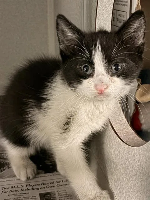 A baby medium-sized male Domestic Short Hair cat named Sami for adoption in Dallas, TX