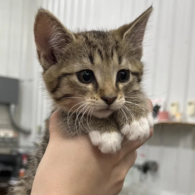 A baby small-sized female Domestic Short Hair cat named Sunshine for adoption in Corbin, KY