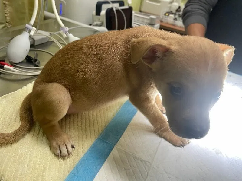 A young medium-sized female Yellow / Tan / Blond / Fawn Mixed Breed dog named Thursday for adoption in Cincinnati, OH