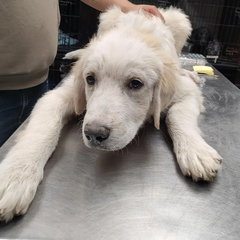 A baby medium-sized male White / Cream Great Pyrenees dog named P for adoption in Corsicana, TX