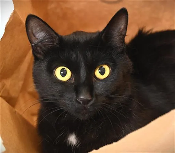 A young small-sized female Domestic Short Hair cat named Solar for adoption in Loveland, CO