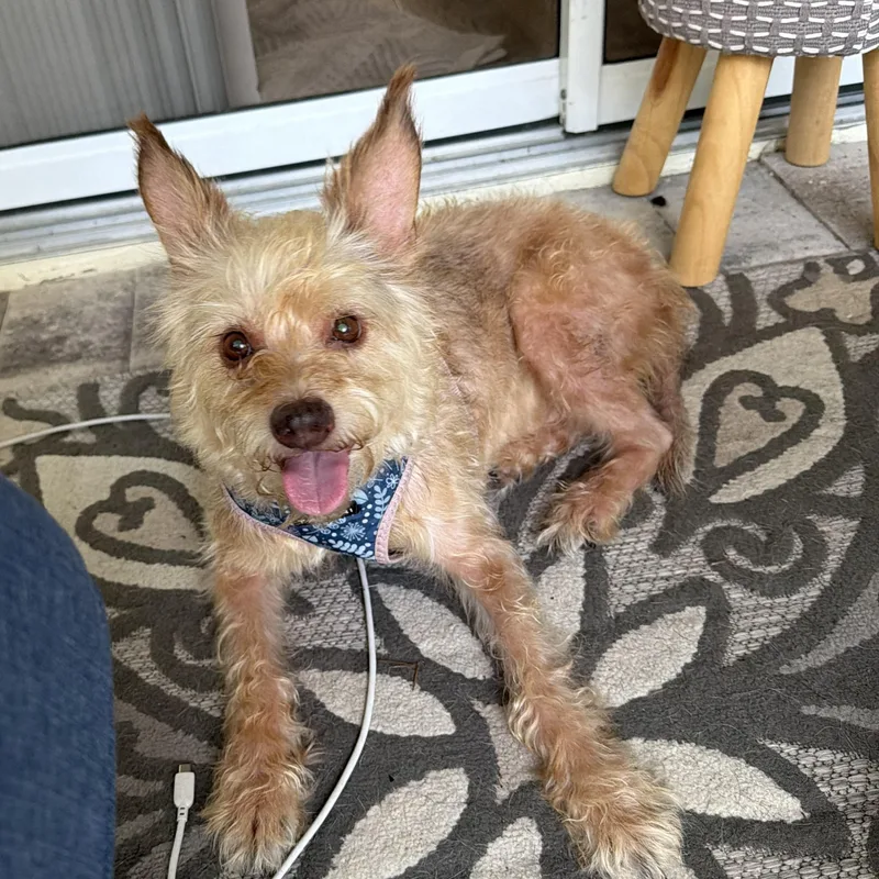 An adult small-sized female Golden Terrier dog named Poppy for adoption in Citrus Springs, FL