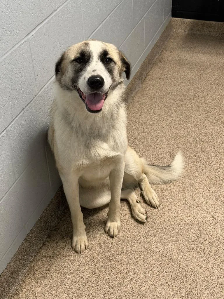 A young medium-sized female Anatolian Shepherd dog named Latte for adoption in Troy, OH